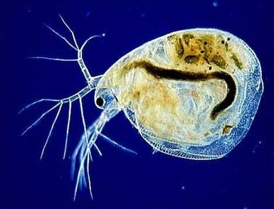 korm-dlya-ryb-simocephalus-exspinosus